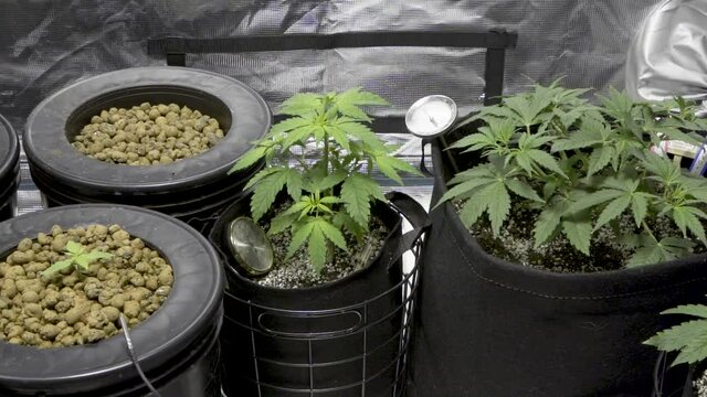 Homegrown Cannabis Plant With Seedlings On Bucket In Hydroponic System. - panning