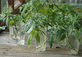 Olericulture.When the tomato seedlings outgrow, the sprout is cut and put in a glass of water so that it takes root.Sowing tomatoes.