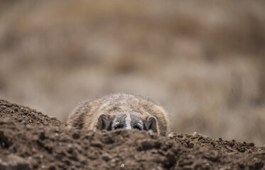 American badger hiding in den