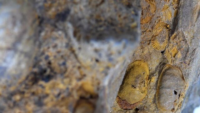  limestone with brachiopod and crionids fossils on turn table