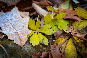 autumn leaves on the ground