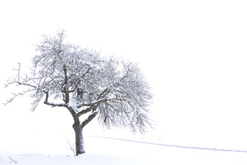 A bare apple tree stands in the middle of the snow in winter and is covered with snow in the landscape
