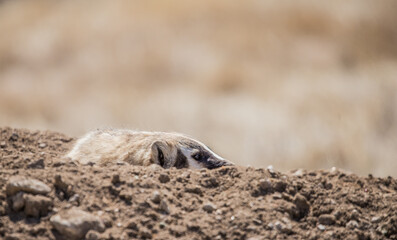 American badger hiding in den