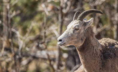 bighorn sheep in badlands
