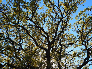 Tree with yellow leaves