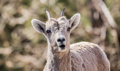 bighorn sheep in badlands