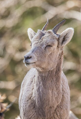 bighorn sheep in badlands