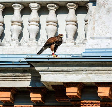 Peregrine Falcon In The City, On The Rooftop, Watching For Prey.