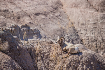 bighorn sheep in badlands