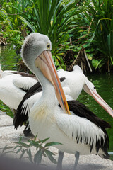 Pelican is trying to dry their body after swim