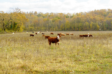 cows graze on pasture in autumn. cattle in the field. livestock and farming.