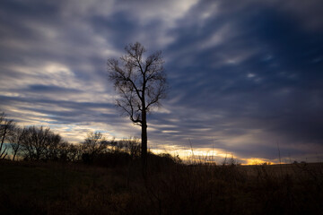 Fototapeta na wymiar Tall tree against stormy sky in autumn