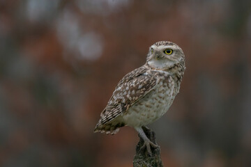 Cute Burrowing owl (Athene cunicularia) sitting on a branch. Blurry autumn background. 