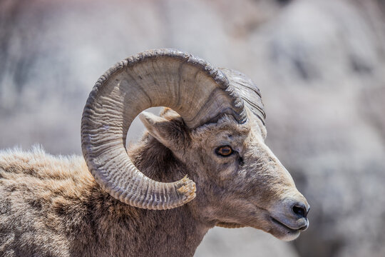 bighorn sheep in badlands