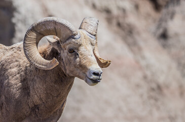 bighorn sheep in badlands