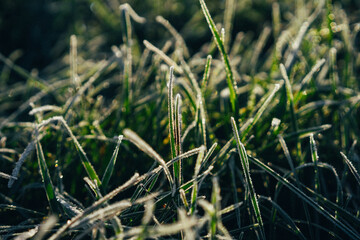 natural background, beautifully covered with frost grass and plants