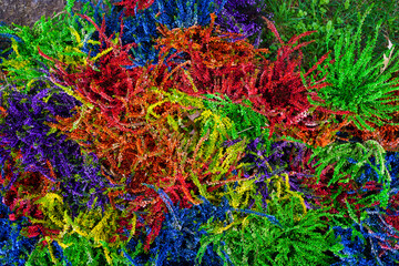 flower background. colorful, bright flowers on the lawn in the park.