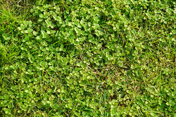 Leaf for close up background. Large size