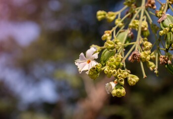 Shiuli Flower or Night Flowering Jasmine with Selective Focus and Copy Space for Texts Writing, Also Known as Hengra Bubar or Parijat