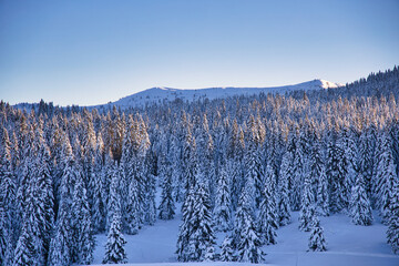 Passo coe con alberi dopo nevicata con monte maggio alpe cimbra e folgaria - obrazy, fototapety, plakaty