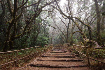 mystical forest, path trough laurel forest in la gomera, garajonay national park