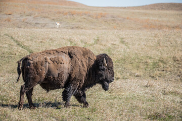 American bison grazing in prairie  © Jen
