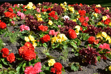 Fototapeta na wymiar Bégonias multicolores au jardin en été