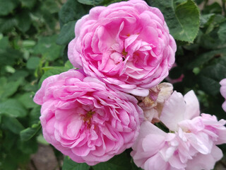 blooming pink rose in a garden