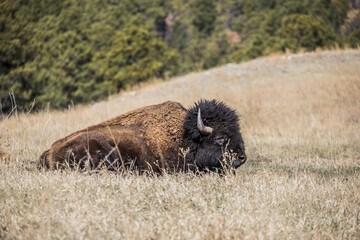 American bison grazing in prairie 