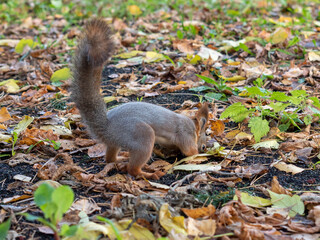 a squirrel digs through the autumn foliage in the Park in the fall.