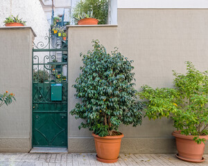 elegant house facade and green entrance door by the sidewalk with potted plants