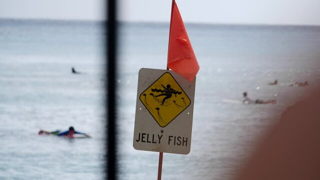 Surf in waikiki with jelly fish sign and red flag