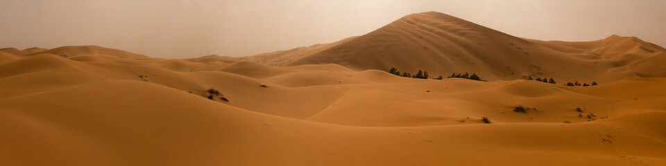 Fototapeta na wymiar Dune landscape with a few bushes, Saharan sands of Erg Chebbi (عرق الشبي‎), Morocco