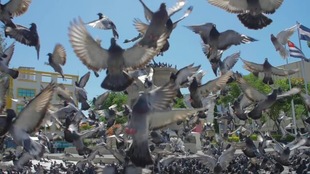 A daytime view of the statue of Capitain Gerardo Barrios in the heart of the historic district of San Salvador, El Salvador with many pigeons flying in front of it.