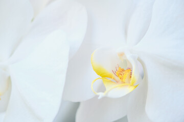 Fototapeta na wymiar orchid flower closeup