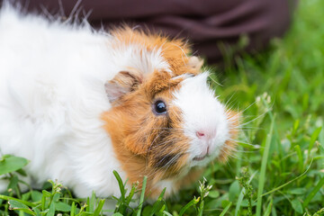 A small guinea pig walks on the grass in the summer. Natural animal feed. The danger of tick infection