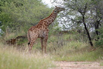 Giraffen im Daan Viljoen Game Park, Namibia
