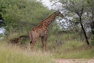 Naklejka na ściany i meble Giraffen im Daan Viljoen Game Park, Namibia