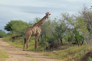 Giraffen im Daan Viljoen Game Park, Namibia