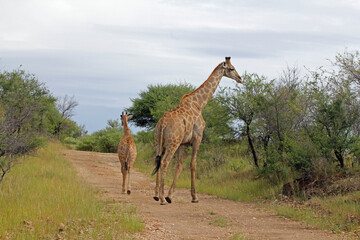 Giraffen im Daan Viljoen Game Park, Namibia
