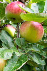 Apples before harvest, hanging on its tree.