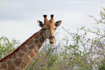 Giraffen im Daan Viljoen Game Park, Namibia