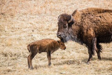 American bison grazing in prairie 