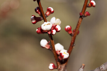 Fototapeta na wymiar Beautiful spring blooming cherry tree, white flowers