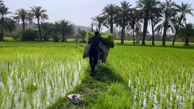 Persian farmer Baluch man Ride Donkey Loaded by Bunch of Rice Plants through Rice Paddy Palm trees Visible in Background Landscape in Day time Beautiful Sunshine in Mountain Nature with Local People