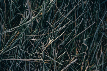 natural background, beautifully covered with frost grass and plants