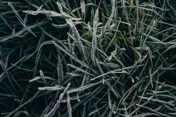 natural background, beautifully covered with frost grass and plants