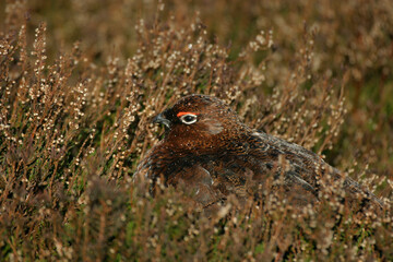 Red Grouse on moorland, England, United Kingdom
