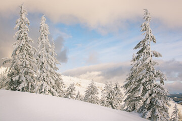 Fototapeta premium Charming winter trees in the Carpathians. Christmas trees covered with frost and snow. Frosty weather. Photo of greeting cards. Christmas background. 
