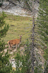 Red deer in the forest